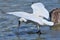 The Eurasian Spoonbill or Common Spoonbill Platalea leucorodia , fishing.