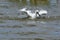 The Eurasian Spoonbill or Common Spoonbill Platalea leucorodia. Taking a bath.