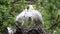 Eurasian spoonbill feeding chicks