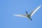 Eurasian Spoonbill in flight