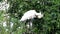 Eurasian spoonbill grooming in tree