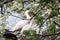 Eurasian spoonbill on his nest
