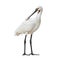 Eurasian spoonbill isolated on white background full length. The Eurasian spoonbill or common spoonbill is a wading bird of the