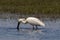 Eurasian Spoonbill at Nestos Delta, Greece