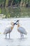 Eurasian Spoonbill pair standing in water