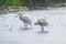 Eurasian Spoonbill pair standing in water