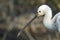 Eurasian Spoonbill (Platalea leucorodia) head