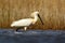 Eurasian Spoonbill, Platalea leucorodia, in the water, detail portrait of bird with long flat bill, Camargue, France