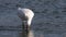 Eurasian spoonbill scanning water
