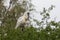 Eurasian spoonbill on tree