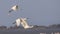 Eurasian Spoonbills in Flight