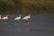 Eurasian spoonbills in a lake