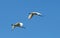 Eurasian Spoonbills, platalea leucorodia flying