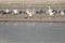 Eurasian spoonbills Platalea leucorodia in the Yamuna River.