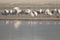 Eurasian spoonbills Platalea leucorodia in the Yamuna River.