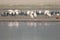 Eurasian spoonbills Platalea leucorodia in the Yamuna River.