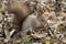 Eurasian Squirrel eating Peanut.