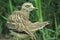 Eurasian stone-curlew