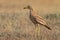 Eurasian Stone curlew (Burhinus oedicnemus)