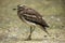 Eurasian stone curlew (Burhinus oedicnemus).