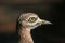 Eurasian stone curlew (Burhinus oedicnemus).