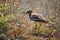 Eurasian stone curlew Burhinus oedicnemus on a beautiful background