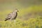 Eurasian stone curlew Burhinus oedicnemus on a beautiful background