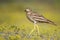 Eurasian stone curlew Burhinus oedicnemus walks on a beautiful background