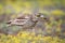 Eurasian stone curlew Burhinus oedicnemus walks on a beautiful background