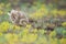 Eurasian stone curlew Burhinus oedicnemus walks on a beautiful background