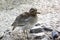 Eurasian stone curlew Burhinus oedicnemusor Eurasian thick-knee. Wild life animal.