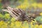 Eurasian stone curlew stands in the grass and looks for prey