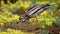 Eurasian stone curlew stands in the grass and looks for prey