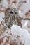 Eurasian Tawny Owl siting on the orange oak branch with snow, Norway