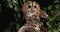 Eurasian Tawny Owl, strix aluco, Adult in Foliage, Normandy,