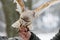 Eurasian Tawny Owl, Strix aluco, is fed from the hand of the falconer in the woods in the winter. Eurasian Tawny Owl flies her mea