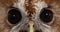 Eurasian Tawny Owl, strix aluco, Portrait of Adult, Normandy,
