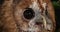 Eurasian Tawny Owl, strix aluco, Portrait of Adult, Normandy,