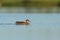 Eurasian teal