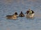 Eurasian Teal