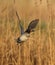 Eurasian Teal