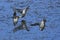 Eurasian teal Anas crecca