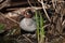 Eurasian teal (Anas crecca).