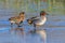 Eurasian Teal - Anas crecca walking over a frozen pool.