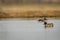 Eurasian teal or common teal or Eurasian green winged teal bird floating in wetland during winter migration at keoladeo national