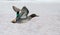 Eurasian teal flying over water surface