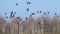 Eurasian Teals fly together with Mallards over autumn marsh