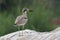 Eurasian Thick Knee at Kaveri River,Karnataka,India