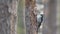 Eurasian three-toed woodpecker Picoides tridactylus