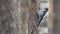 Eurasian three-toed woodpecker Picoides tridactylus